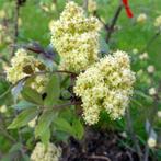 Sambucus racemosa, Tros Vlier, Vlierstruik, Tuin en Terras, Planten | Struiken en Hagen, Ophalen of Verzenden, Overige soorten