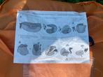 Pop up tent en pop up strand mossel, Caravans en Kamperen, Ophalen, Gebruikt, Tot en met 2