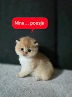 Britse Korthaar golden, Dieren en Toebehoren, Poes, Ontwormd, 0 tot 2 jaar