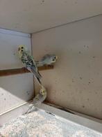 Pale fallow grasparkieten, Meerdere dieren, Parkiet