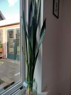 Sansevieria stekjes (vrouwentong) - 12 stuks, Ophalen, Overige soorten, Halfschaduw, In pot
