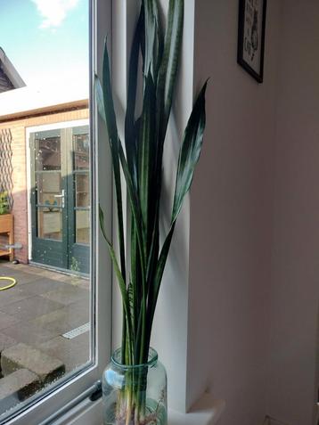 Sansevieria stekjes (vrouwentong) - 12 stuks beschikbaar voor biedingen