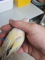 Te koop bourkes parkiet pale-fallow en bronsfallow, Dieren en Toebehoren, Vogels | Kanaries, Meerdere dieren, Kleurkanarie