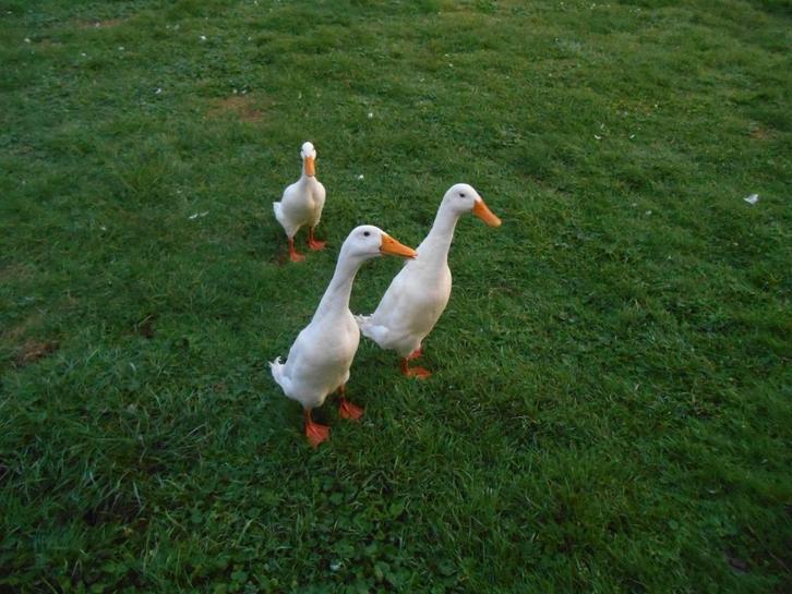 Twee witte indische loopeenden / woerden, Dieren en Toebehoren, Pluimvee, Eend, Mannelijk