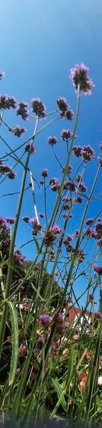 Verbena IJzerhard zaden zaadjes, Ophalen, Voorjaar, Volle zon, Zaad