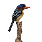 Uniek: Opgezette zebra ijsvogel te koop!, Ophalen of Verzenden, Nieuw, Vogel, Opgezet dier