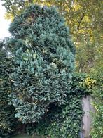 Grote blauwe conifeer kerstbakjes groen takjes bloemschikken, Ophalen, Conifeer, Struik, 250 cm of meer