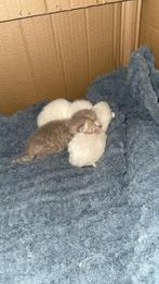 Zeldzame britse Lynxpoint kittens – geboren 9 februari 🤍, Dieren en Toebehoren, Meerdere dieren, 0 tot 2 jaar
