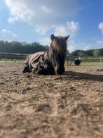 Hulp gezocht op mijn kleinschalige stal, Dieren en Toebehoren, Stalling en Weidegang