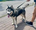 Twee lieve honden zoeken een nieuw thuis, Dieren en Toebehoren, Honden | Niet-rashonden, Particulier, Rabiës (hondsdolheid), 15 weken tot 1 jaar