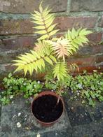 Sorbaria sorbifolia (lijsterbes-spirea), Ophalen, Overige soorten, Struik, 100 tot 250 cm