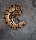 Diverse Ball Pythons, Slang
