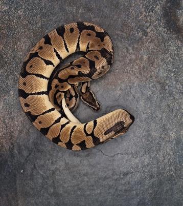 Diverse Ball Pythons beschikbaar voor biedingen