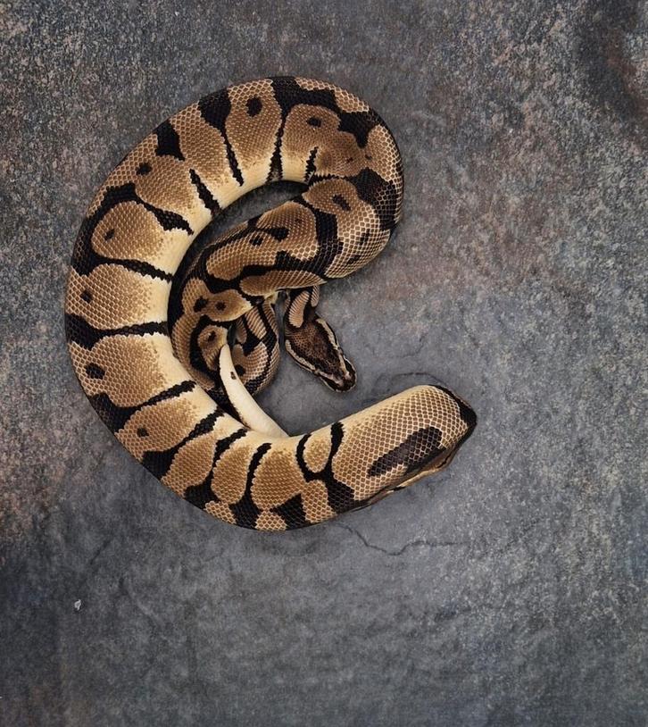 Diverse Ball Pythons, Dieren en Toebehoren, Reptielen en Amfibieën, Slang