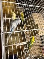 Grasparkieten te koop, Dieren en Toebehoren, Ophalen of Verzenden, Zo goed als nieuw, Hout, Vogelkooi