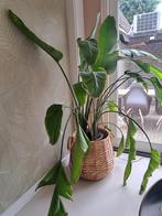 Sterilitzia Nicolai 160 cm, Ophalen, Overige soorten, 150 tot 200 cm
