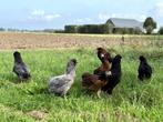 Jonge tamme Araucana kippen hennen gesekst en ingeënt, Vrouwelijk, Kip