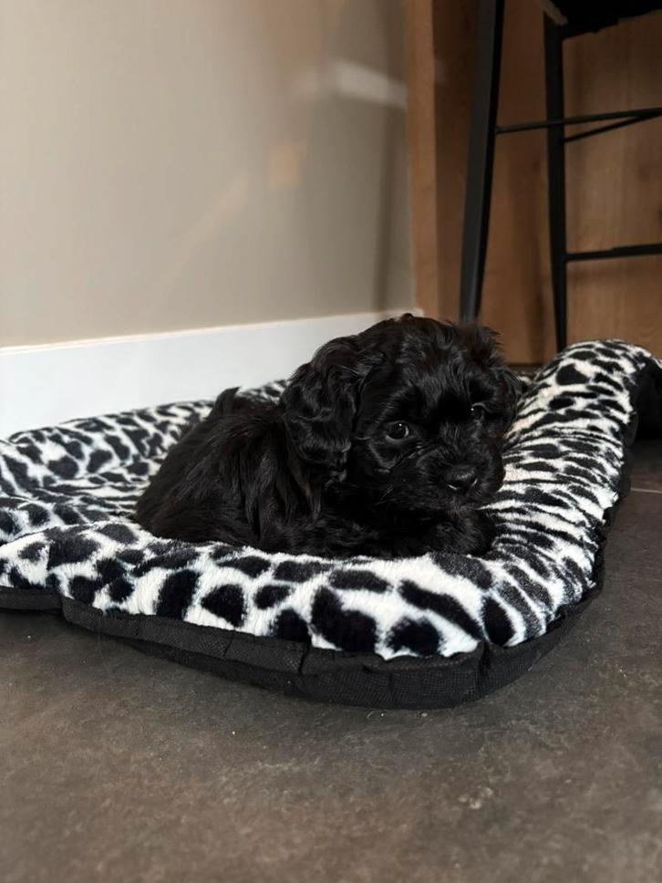 Shih Tzu-Maltezer / maltipoo nog 2 puppy's te koop, Dieren en Toebehoren, Honden | Chihuahua's en Gezelschapshonden, Reu, Overige rassen