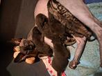 kittens moeder is een sphinx, Dieren en Toebehoren, Meerdere dieren, Kortharig, 0 tot 2 jaar