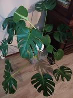 Monstera kamerplant, Huis en Inrichting, Kamerplanten, Ophalen of Verzenden, Halfschaduw, Minder dan 100 cm
