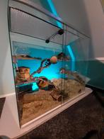 Glazenhok voor hamsterscaping, Dieren en Toebehoren, Knaagdieren en Konijnen | Hokken en Kooien, Ophalen, 60 tot 90 cm, Zo goed als nieuw