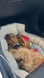 Engelse Cocker Spaniel reu 4 maand oud rood, 15 weken tot 1 jaar, Reu, CDV (hondenziekte), Eén hond