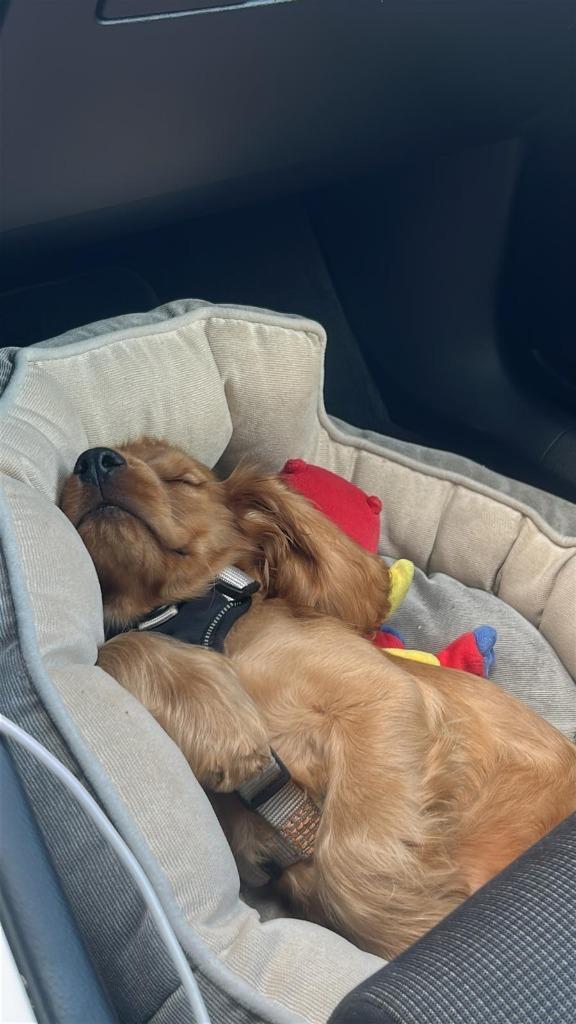 Engelse Cocker Spaniel reu 4 maand oud rood, Dieren en Toebehoren, Honden | Retrievers, Spaniëls en Waterhonden, Reu, Spaniël