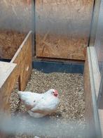 Kip, Dieren en Toebehoren, Pluimvee, Vrouwelijk, Kip