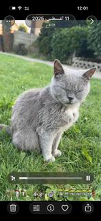 Kat british kort haar, Dieren en Toebehoren, Katten en Kittens | Raskatten | Korthaar, Poes, Met stamboom, 3 tot 5 jaar