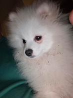 1 reutje pomeriaan 17 06 2025, Dieren en Toebehoren, Honden | Poolhonden, Keeshonden en Oertypen, Keeshond, 15 weken tot 1 jaar