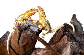Jonge Wimpergekko's beschikbaar voor biedingen