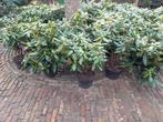 Rododendron rhodo's, Tuin en Terras, Ophalen, Minder dan 100 cm