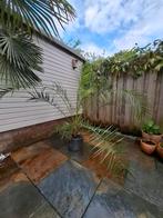 canarsiche dadelpalm, Tuin en Terras, Planten | Bomen, Ophalen