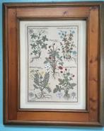 Botanische prent, Natuur, Ophalen of Verzenden, Zo goed als nieuw, Voor 1940