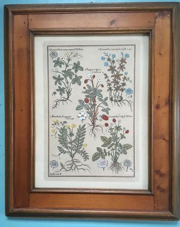 Botanische prent beschikbaar voor biedingen