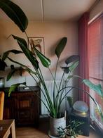 Prachtige Strelitzia, Huis en Inrichting, Ophalen, Overige soorten