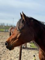 Lieve arabische volbloed merrie, Dieren en Toebehoren, Recreatiepaard, Merrie, Minder dan 160 cm, 7 tot 10 jaar