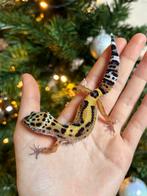 Luipaardgekko vrouw, Hagedis, Tam, 0 tot 2 jaar