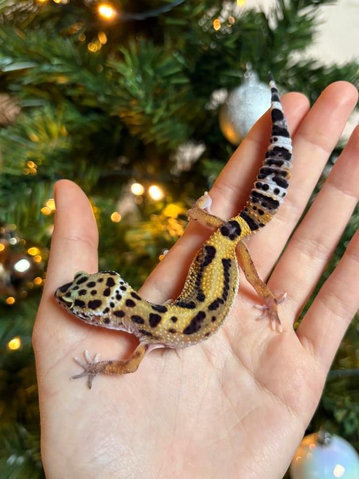 Luipaardgekko vrouw, Dieren en Toebehoren, Reptielen en Amfibieën, Hagedis, 0 tot 2 jaar, Tam