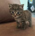 Kittens, Geslacht onbekend
