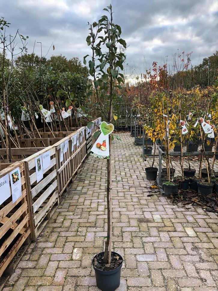 Gieser Wildeman Perenboom in Pot, Tuin en Terras, Planten | Bomen, Overige soorten, 100 tot 250 cm, Volle zon, Lente, In pot, Ophalen