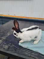 een plekje voor een lieve ram of voedster SNEL!!, Meerdere dieren, Groot, 0 tot 2 jaar