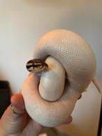 0.1 Koningspython Piebald 66% DH Clown-pied, Slang, Tam, 0 tot 2 jaar