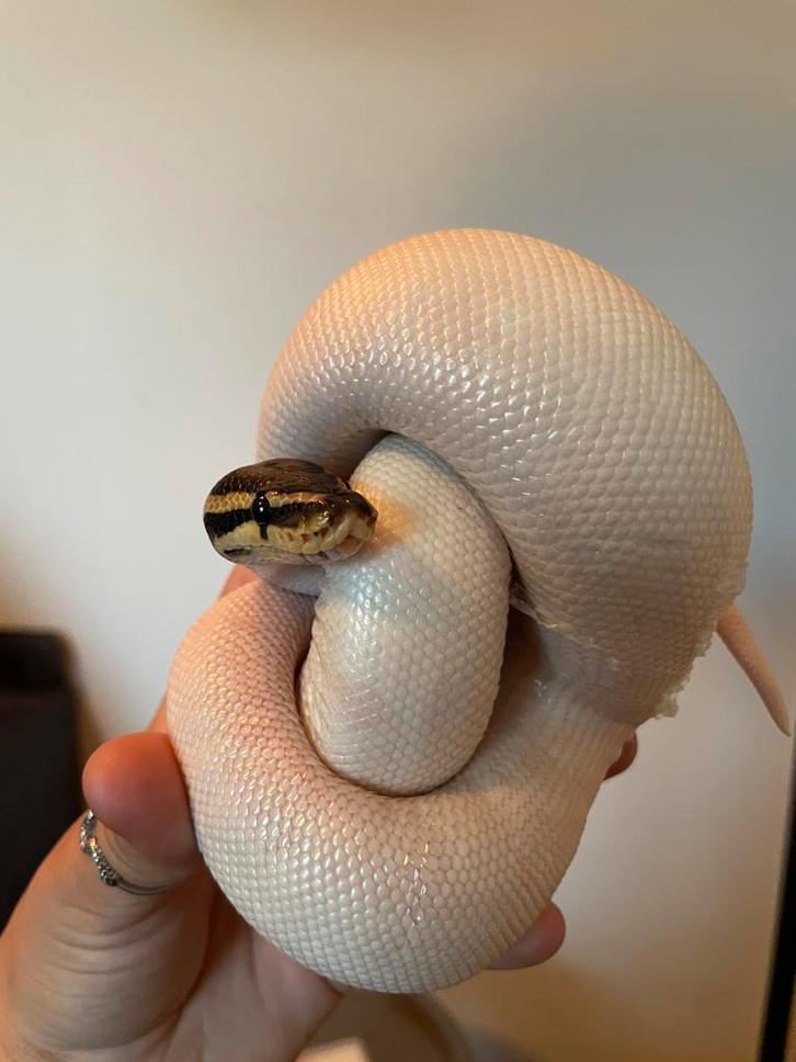 Koningspython Piebald 66% DH Clown-pied