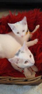 Te koop 75 procent Main Coon 25 procent khoa manee MainCoon, Dieren en Toebehoren, Kater, Ontwormd, 0 tot 2 jaar