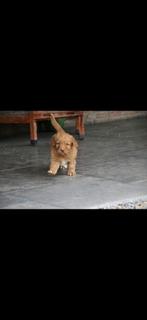 Nova scotia duck tolling retriever, Nederland, Parvo, Overige rassen, 8 tot 15 weken