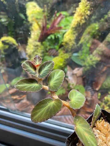Begonia thelmae (terrariumplant) beschikbaar voor biedingen