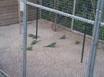 chinese dwergkwartels, Meerdere dieren, Parkiet, Geringd
