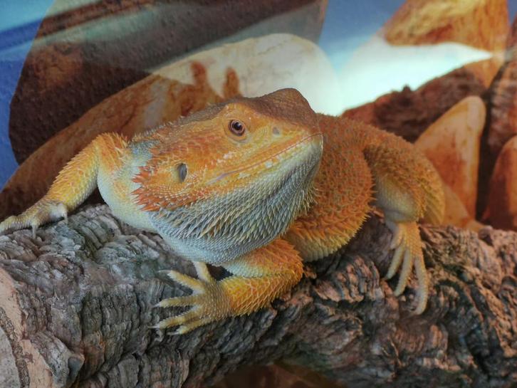 Baardagaam 3 jaar jong incl. grote terrarium, Dieren en Toebehoren, Reptielen en Amfibieën, Hagedis