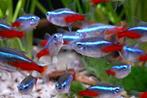 Aanbieding!!! Neon tetra middelmaat, 10 stuks voor € 10,-!!!, Vis, Zoetwatervis